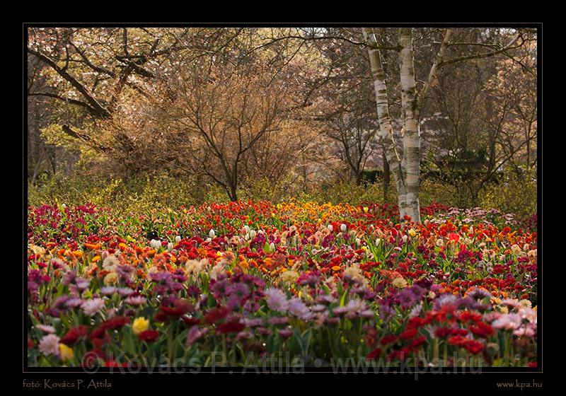 Keukenhof Hollandia 061.jpg